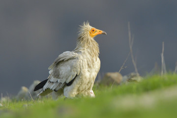 Egyptian Vulture on the ground