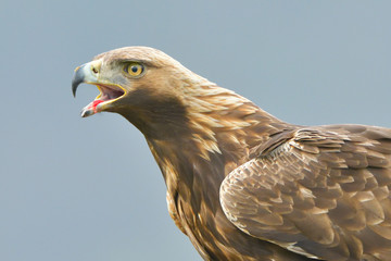 Golden Eagle Portrait
