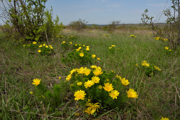 Yellow pheasant's eye flowers in springtime