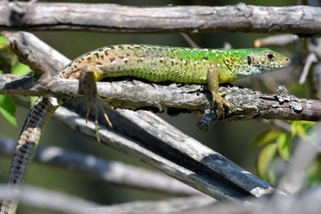 European Green Lizard