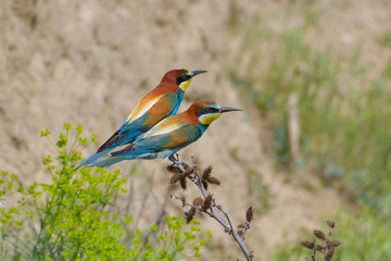 European Bee Eater