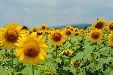 Obraz premium Sunflower field