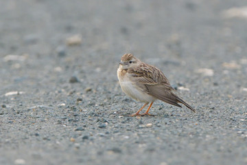 Greater short-toed lark on the ground