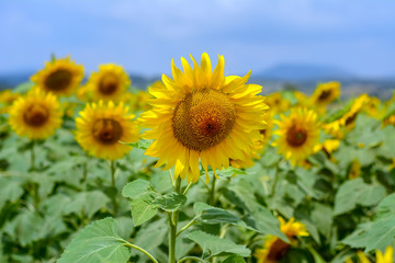 Fototapeta premium Sunflower field
