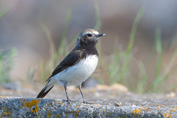 Pied wheatear on a rock