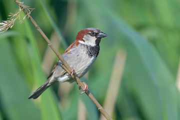 House sparrow (Passer domesticus)