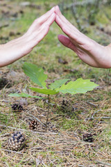 Protect the sprout of a tree with his hands. the concept of ecology.