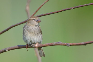 Spanish sparrow female on a branch