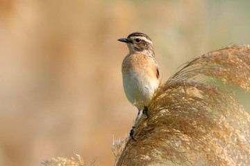 Whinchat on a reed flower