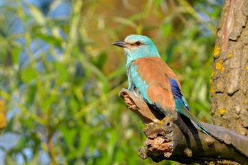 European blue roller on a branch