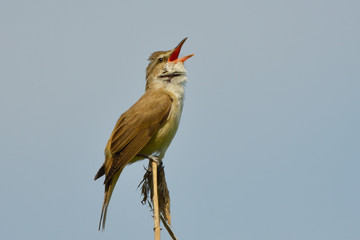 Great reed warbler on a reed stick