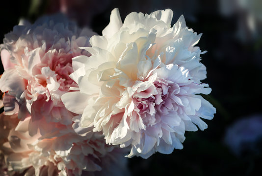 Fototapeta Soft focus image of blooming white peonies