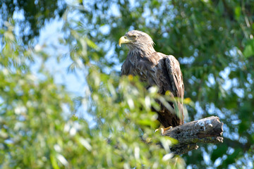 White Tailed Eagle on a branch