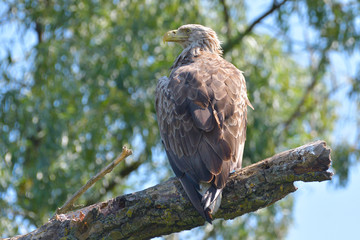 White Tailed Eagle on a branch