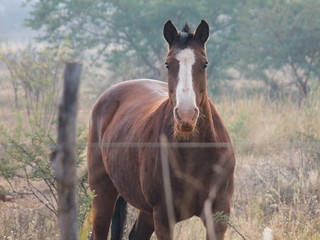 Fototapeta premium horse in the pasture