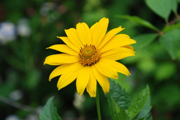 Yellow flower