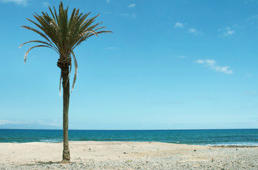 Beautiful seascape with an isolated palm tree