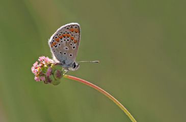 Çokgözlü esmer   Polyommatus agestis © mylasa