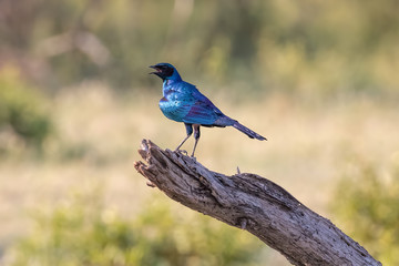 Burchell's starling (Lamprotornis australis) singing on branch