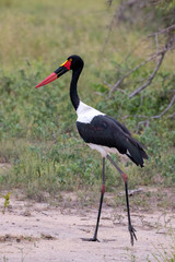 Black Stork (Ciconia nigra)