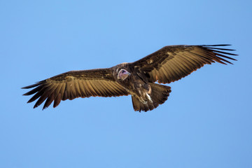 Hooded Vulture (Necrosyrtes monachus) in flight
