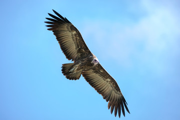 Hooded Vulture (Necrosyrtes monachus) in flight