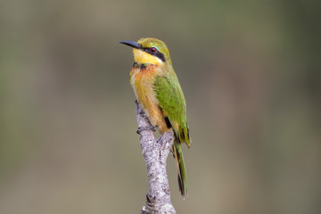 Little bee-eater (Merops pusillus) African bird
