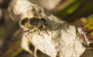 fly