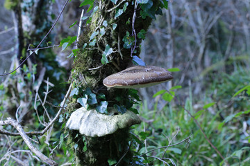 Fungus
