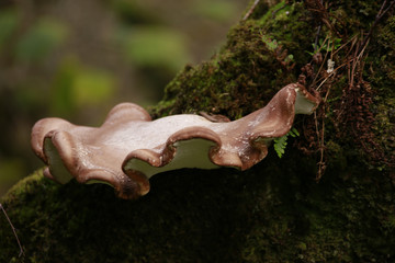 Fungus