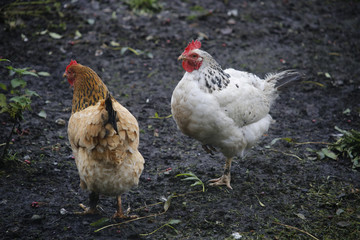 Hens