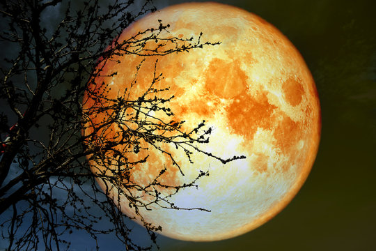 full blood moon near earth on night sky back silhouette dry branch tree