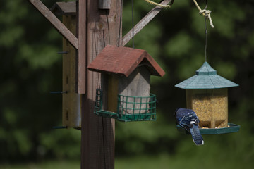 Blue Jay on a Bird Feeder