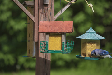 Blue Jay on a Bird Feeder
