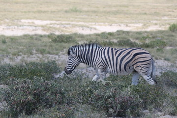 namibie