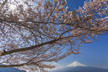 sakura and mount fuji