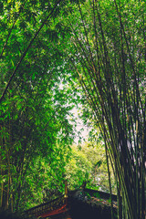 Obraz premium bomboo road