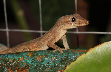 Lizards home, find food