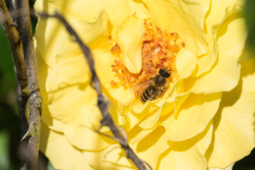 Bee