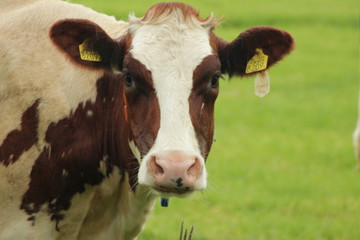 red white cows with head in detail on a meadow in the Netherlands.