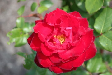 Flower head of a red rose in garden in Nieuwerkerk aan den IJssel