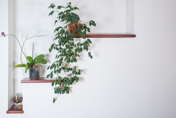Interior white wall with plants