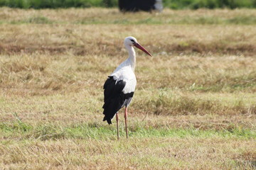 White black stork searching for food in a meadow in Hoenkoop, the Netherlands