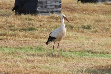 White black stork searching for food in a meadow in Hoenkoop, the Netherlands