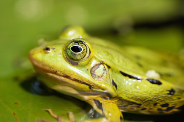 Frog in the sun