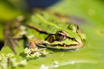 Frog in the sun