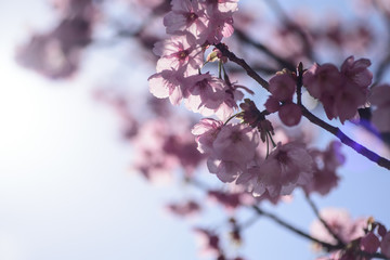 春の桜