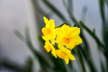 水仙の花