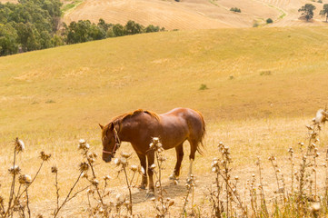 A brown horse in a meadow above a body of water and crops