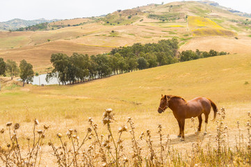 A brown horse in a meadow above a body of water and crops